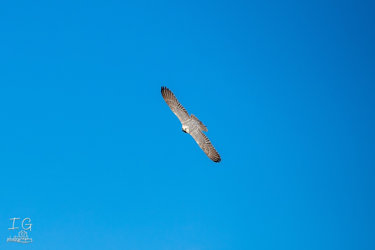 1DX43160 21 november 2021 1148 16